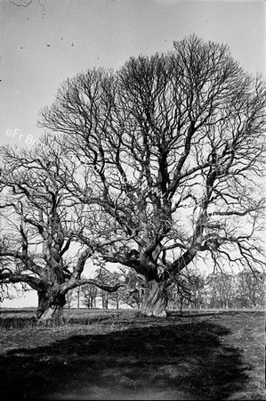 EARLY RECORDS OF FORESTRY WORK OLD TREES BRFORE FELLING IN FRONT OF HOUSE